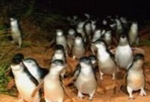 Penguins 'n City Tour